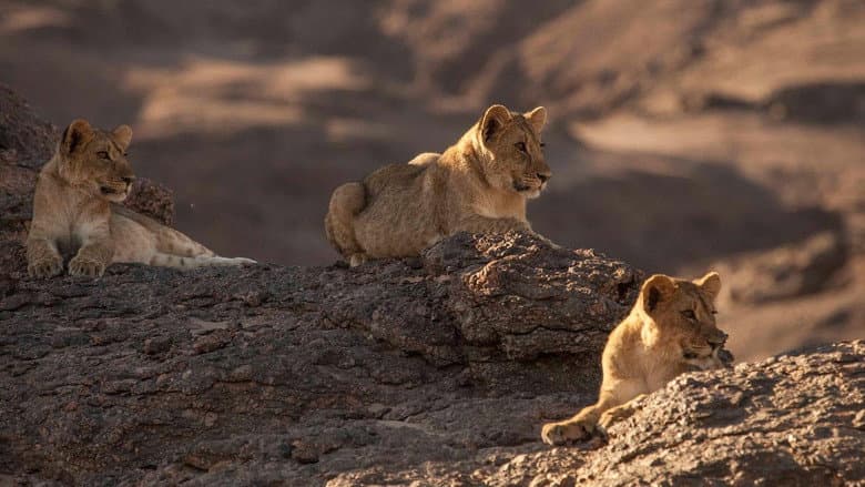 Lions of the Skeleton Coast still