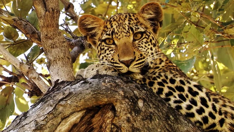 Eye of the Leopard still