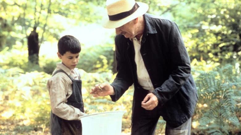 Butterfly still