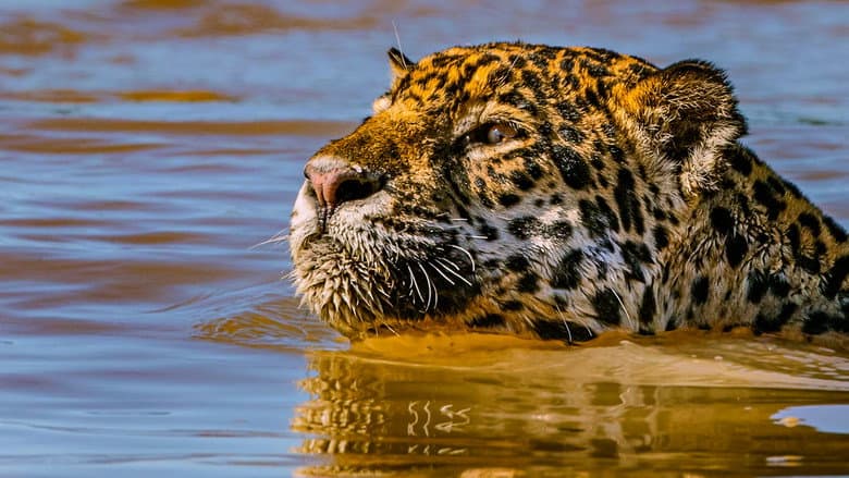 Jaguar vs. Croc still