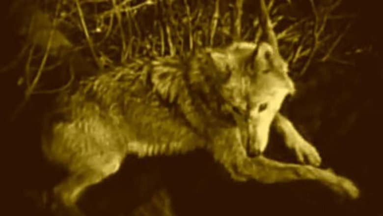 Wolf Blood still
