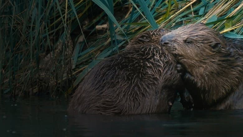 Castor, la force de la nature still