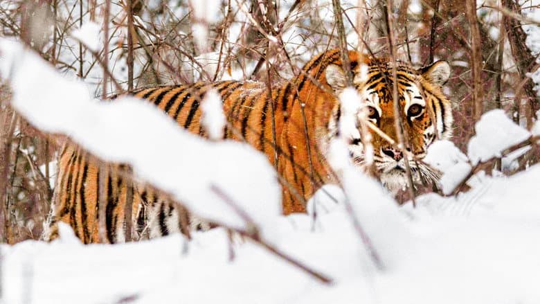 Russia's Wild Tiger still