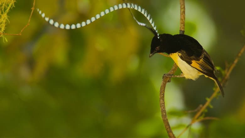 Winged Seduction: Birds of Paradise still