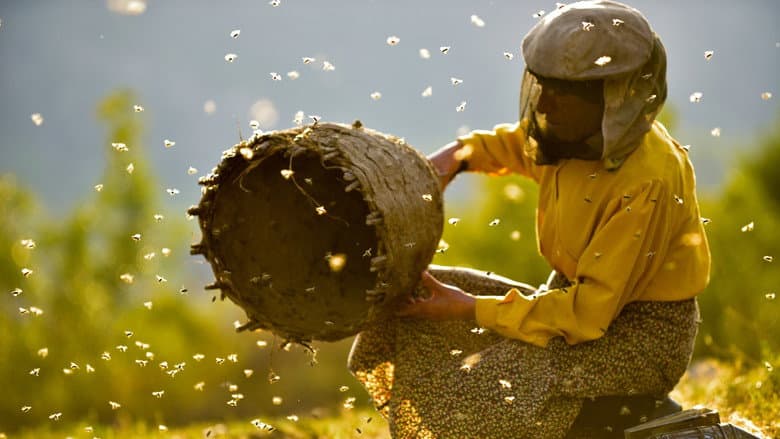 Honeyland still