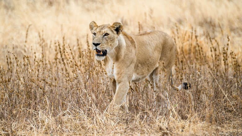 The Last Lions still