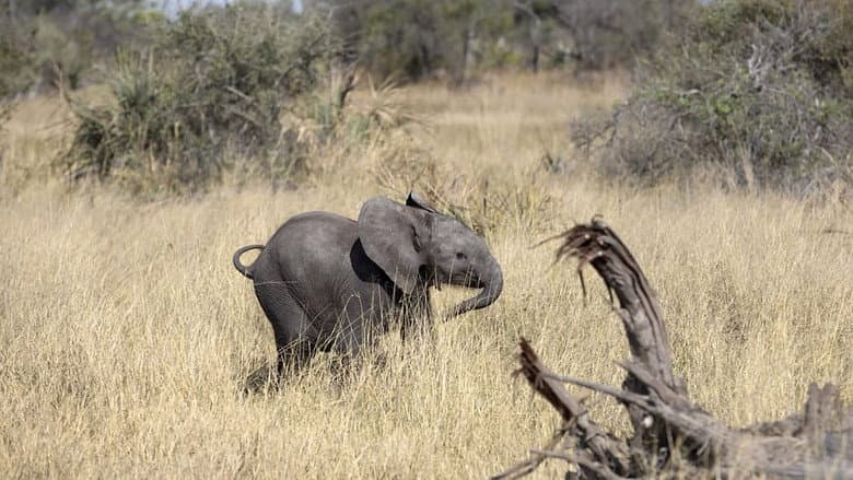 Naledi: A Baby Elephant's Tale still