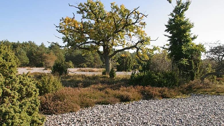 Ostseeparadies Rügen still