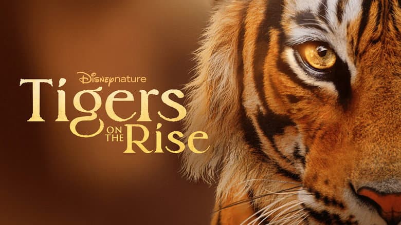 Tigers on the Rise still