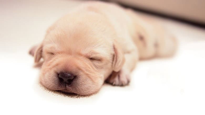 Quill: The Life of a Guide Dog still
