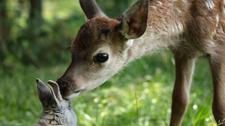 Bambi: A Tale of Life in the Woods still