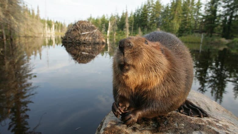White Tuft, the Little Beaver still