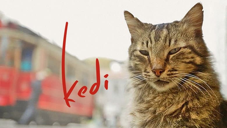 Kedi still
