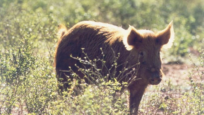 Pig Hunt still