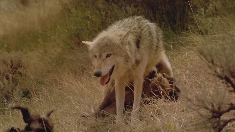Wolves still
