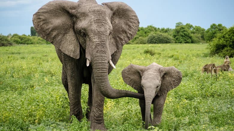 Endangered still