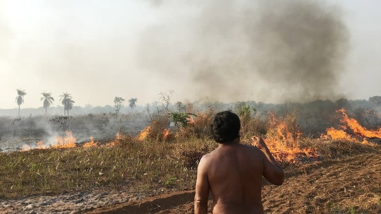 Fire in the Forest still