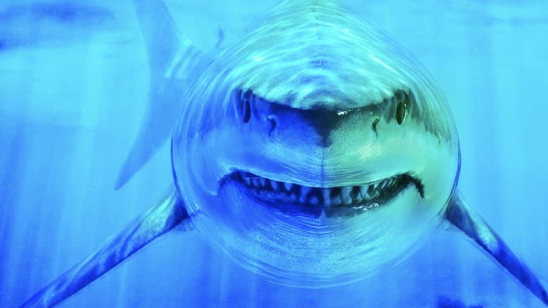 World's Biggest Great White? still