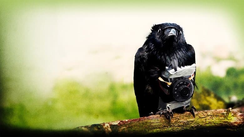 Four Lions still