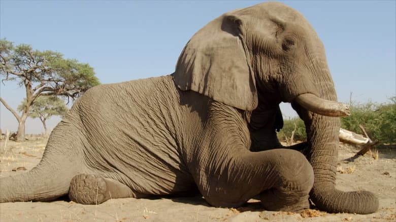 Africa's Giant Killers still