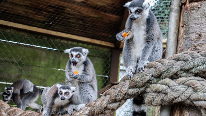 Knockhatch Animal Conservation: A Short Documentary still