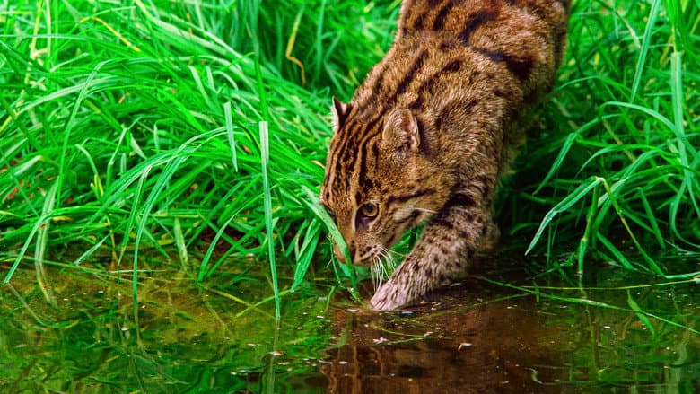 Thailand's Wild Cats still
