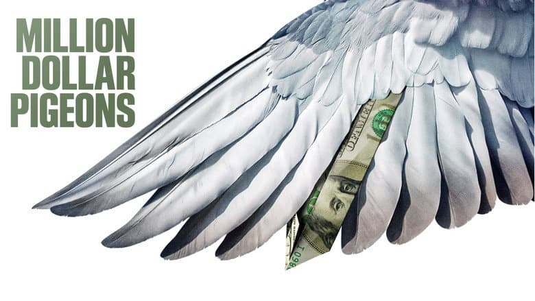 Million Dollar Pigeons still