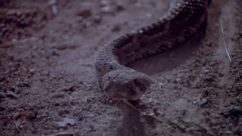 Rattlers still
