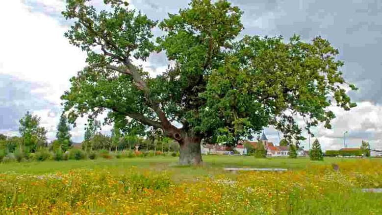 Trees, a Global Superpower still