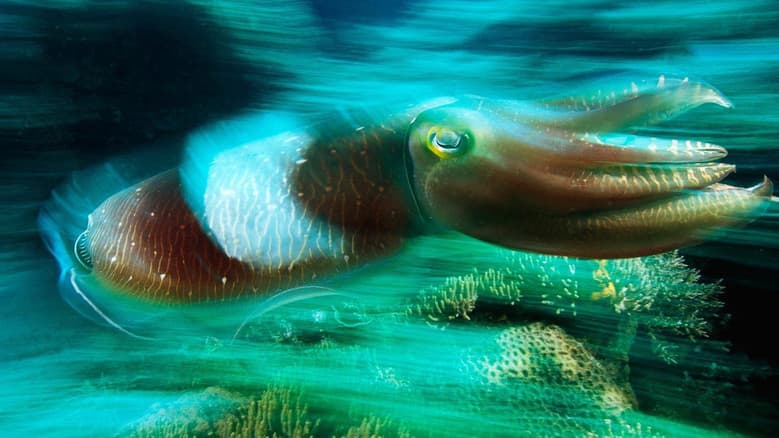 Cuttlefish: Kings of Camouflage still