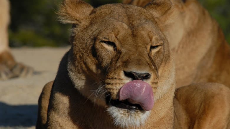 Lioness in Exile still