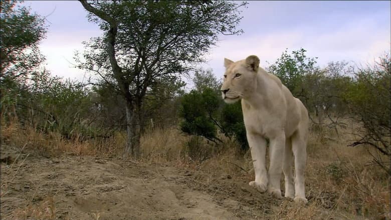 The White Lions still