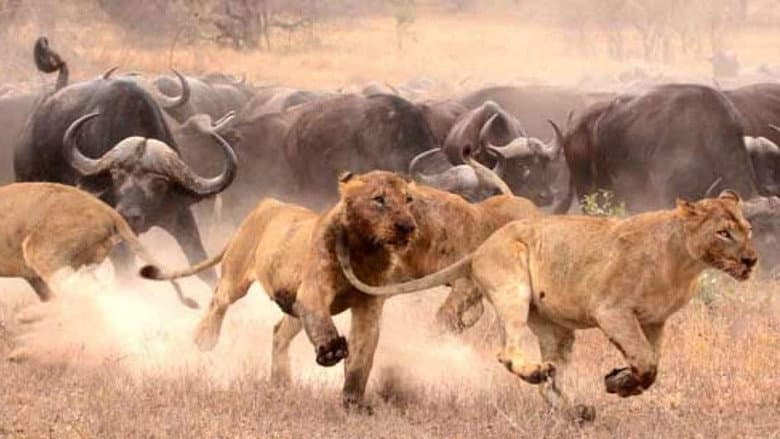 Lions: The Hunt for Survival still