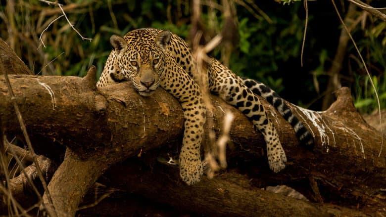 Guyane, vivre avec le jaguar still