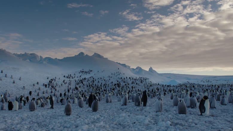 Les Secrets des Animaux des Glaces still