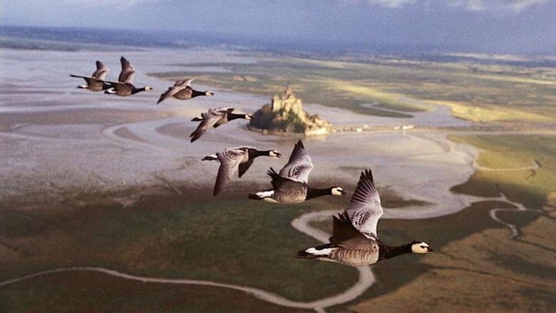 Winged Migration still