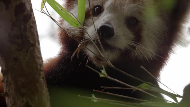 Red Panda: World's Cutest Animal still
