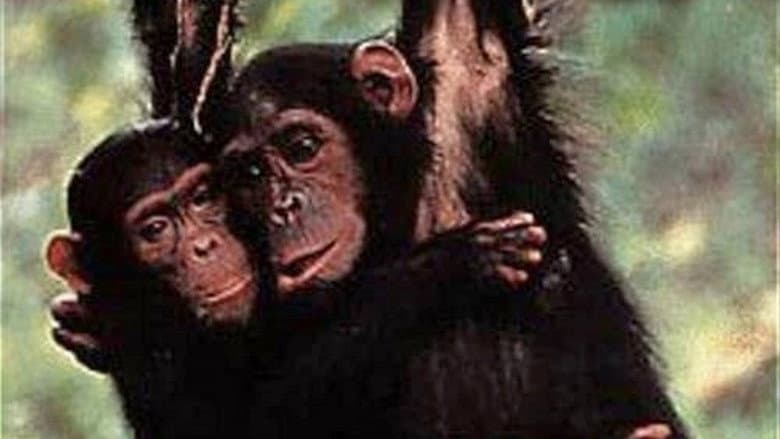 Among the Wild Chimpanzees still