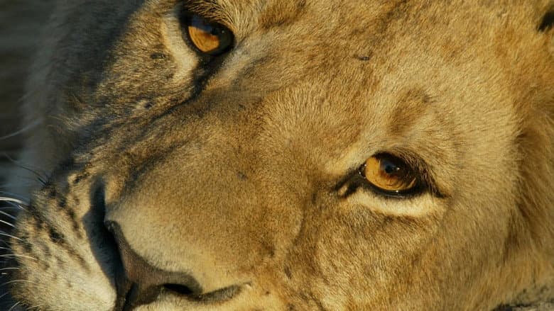 Big Cat Odyssey still