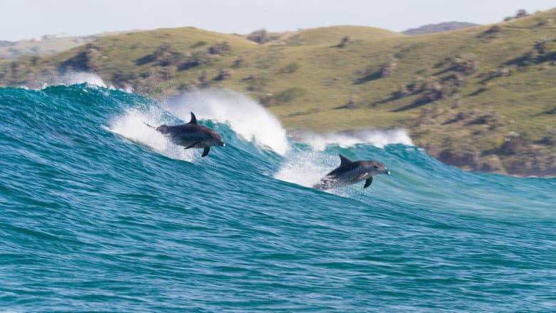 Dolphin Reef still