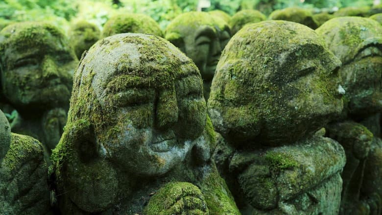 The Magical World of Moss still