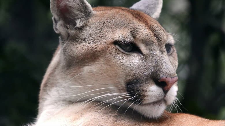 Cougar: On the Trail of the Ghost Cat still