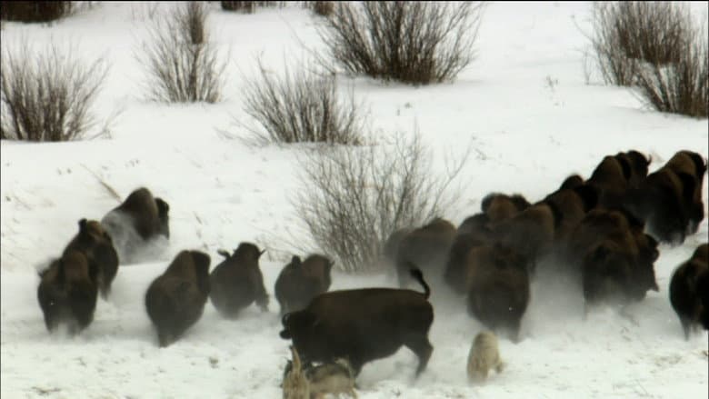 Life In The Snow still
