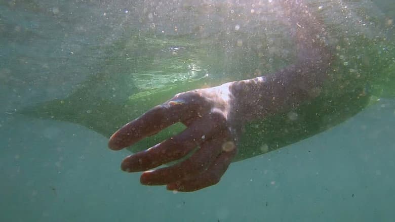 Depredadores sobre el mar still