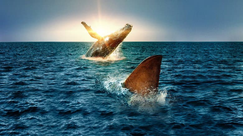 Shark Vs. Whale still