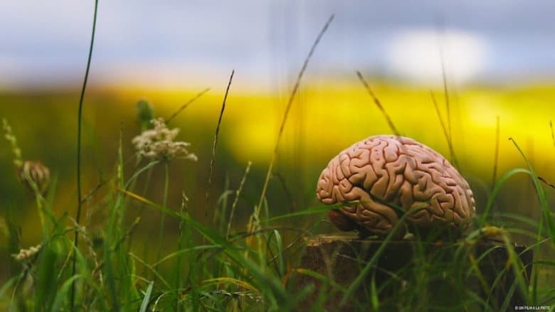Climate Change: The Brain Paradox still