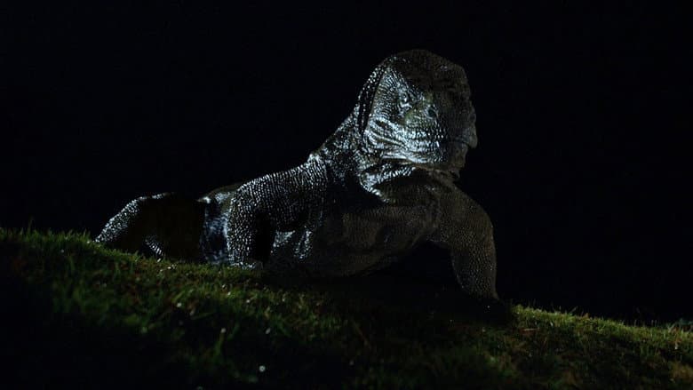 Komodo still