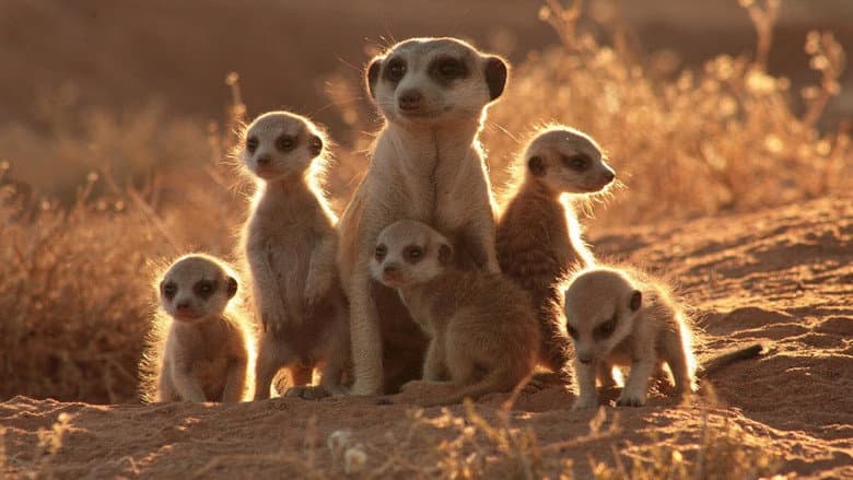 The Meerkats still