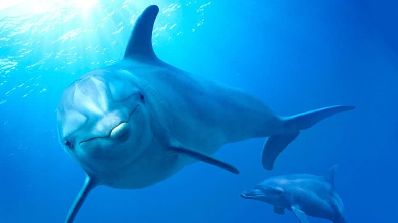 Dolphin Reef still