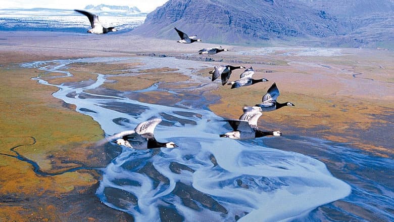Winged Migration still